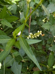 author not stated, no rights reserved Persicaria glabra, photograph author not stated, no rights reserved