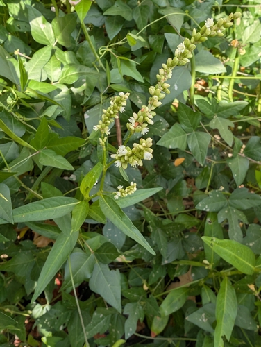 Persicaria glabra, photograph 4