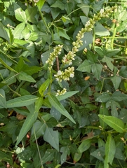 author not stated, no rights reserved Persicaria glabra, photograph author not stated, no rights reserved