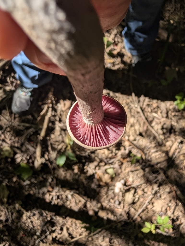 Purple-and-White Deceiver · September 2026 · photo: Photo: (c) Toadkeeper, some rights reserved (CC BY) · iNaturalist