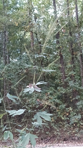 Ambrosia trifida