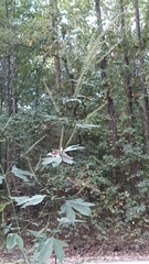 Ambrosia trifida
