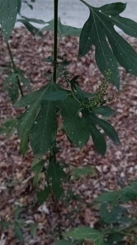 Ambrosia trifida, photograph 2