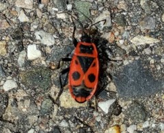 Pyrrhocoris apterus