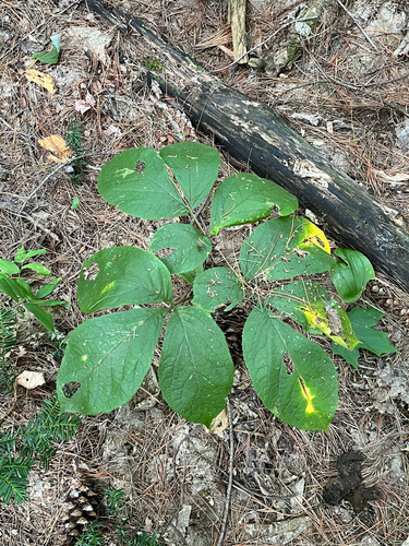 Aralia nudicaulis, photograph 2