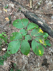 Aralia nudicaulis, photograph (c) Andrew Sebastian, some rights reserved (CC BY)
