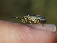 Trirhabda sericotrachyla