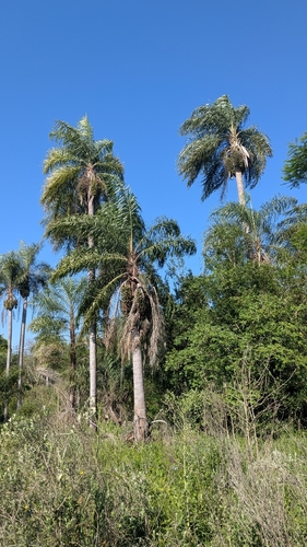 Acrocomia totai