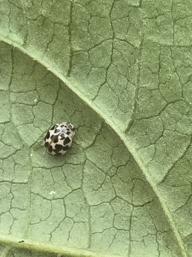 Twenty-spotted Lady Beetle
