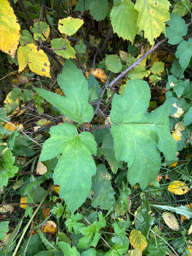 Heracleum maximum, photograph 1