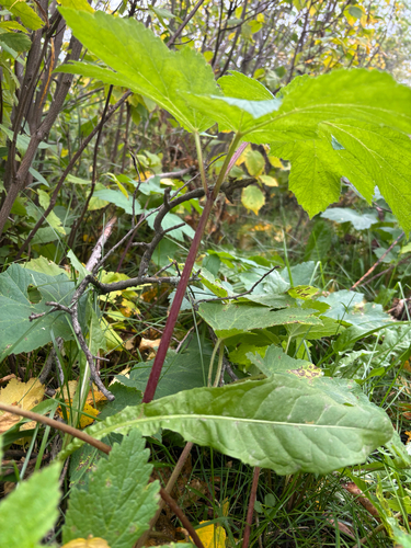 Heracleum maximum, photograph 2