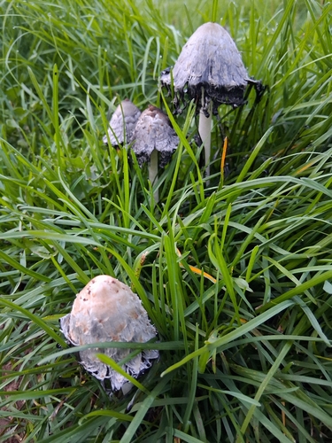 Shaggy Mane