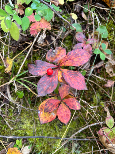 Cornus canadensis, photograph 4