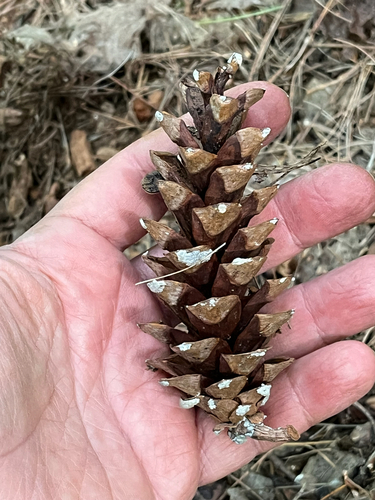 Pinus strobus, photograph 4