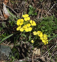 Erysimum jugicola