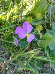 Viola bertolonii