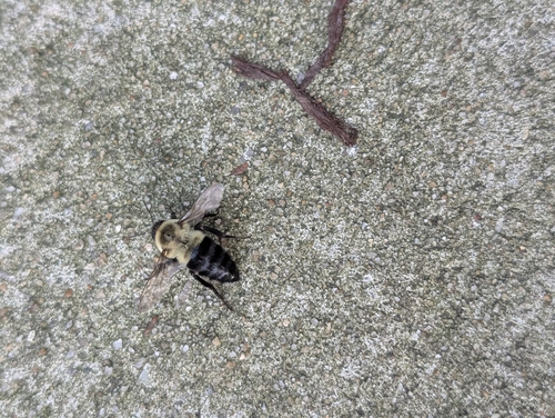Common Eastern Bumble Bee