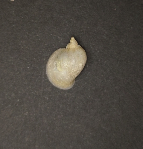 Lymnaea auricularia observed 2026-09-23