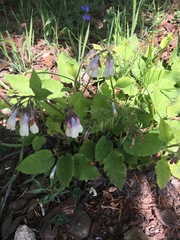 Symphytum × uplandicum