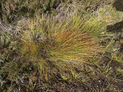 Trichophorum cespitosum