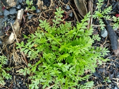 Lepidium didymum