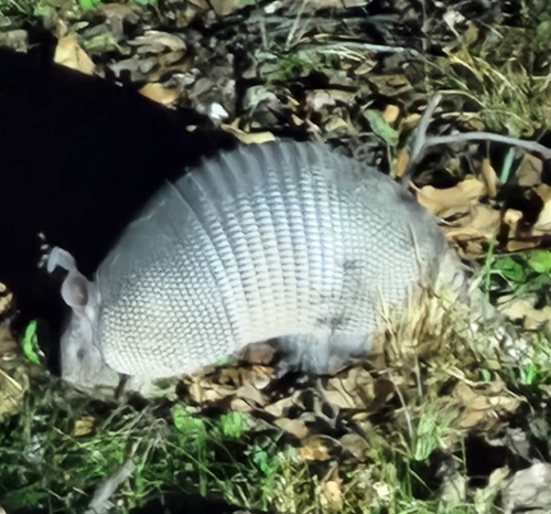 Mexican Long-nosed Armadillo