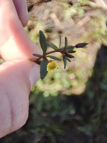 Mecardonia berroi