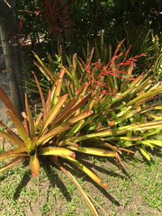 Aechmea blanchetiana