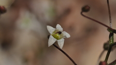 Nemacladus pinnatifidus