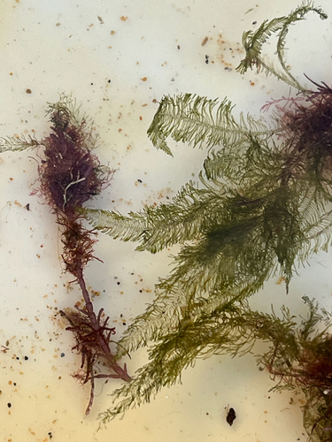 Bryopsis plumosa observed 2026-09-26