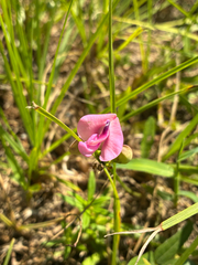 Strophostyles umbellata
