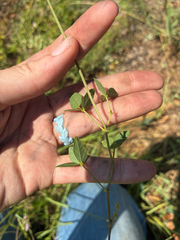 Strophostyles umbellata, photograph (c) Jillian Douglas, some rights reserved (CC BY)