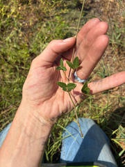 Strophostyles umbellata, photograph (c) Jillian Douglas, some rights reserved (CC BY)