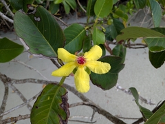 Dillenia alata