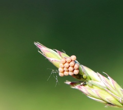 Megaloceroea recticornis