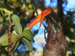 Columnea magnifica