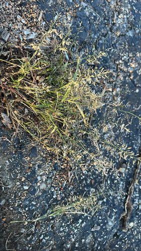 Eragrostis minor