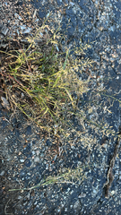 Eragrostis minor