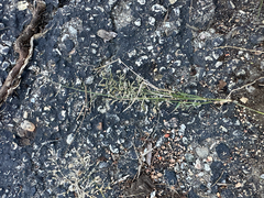 Eragrostis minor, photograph (c) Jason Parrish, some rights reserved (CC BY)