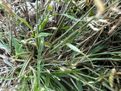 Eragrostis minor, photograph (c) Jason Parrish, some rights reserved (CC BY)