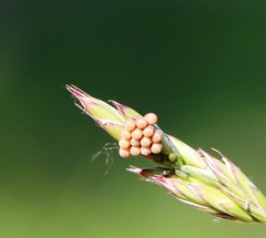 Megaloceroea recticornis