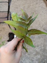 Ailanthus altissima