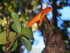 Columnea magnifica