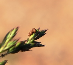 Megaloceroea recticornis