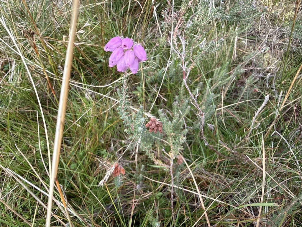 Erica tetralix; photograph (c) Scott Shanks, some rights reserved (CC BY)