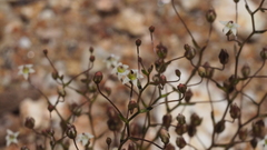 Nemacladus pinnatifidus