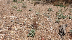 Nemacladus pinnatifidus