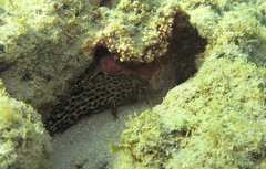 Epinephelus adscensionis