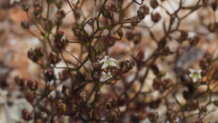 Nemacladus pinnatifidus