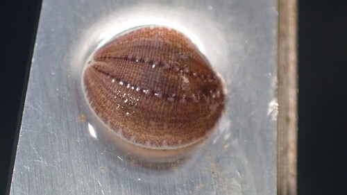 Glossiphonia observed 2026-09-26